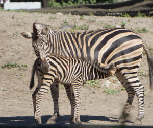Zebra Chapmana