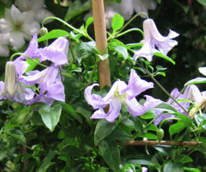 Powojnik 'Betty Corning'