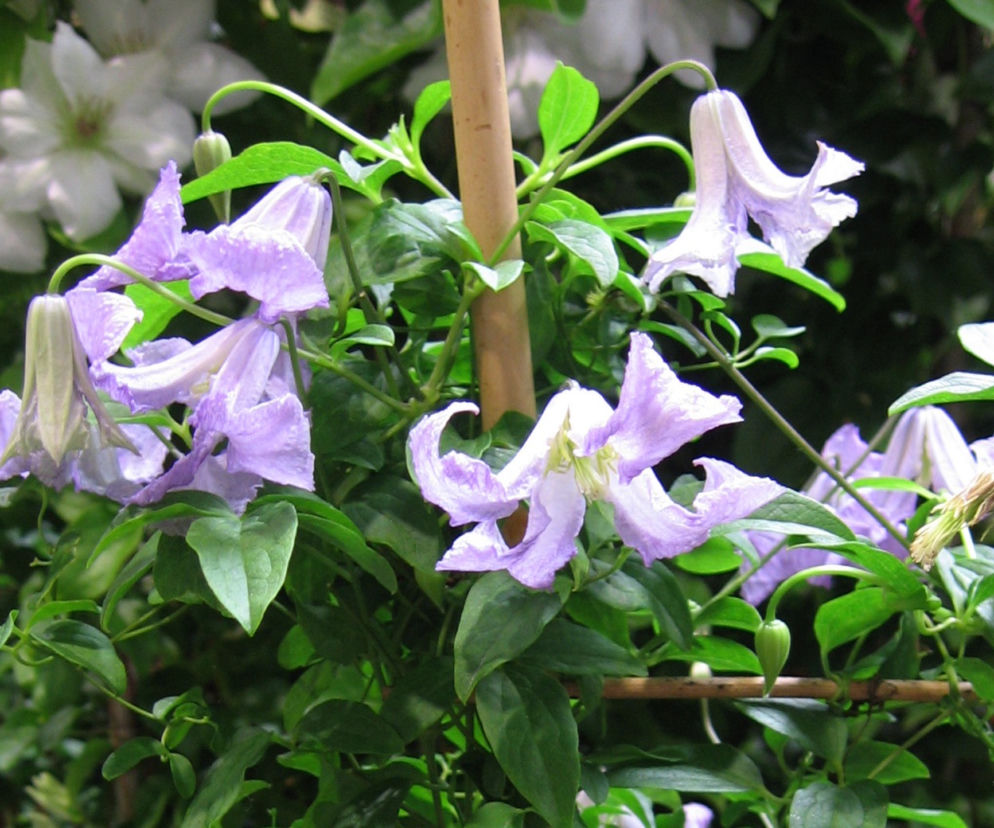 Powojnik 'Betty Corning'