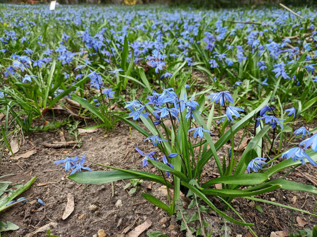 Arboretum Kórnickie - raj dla miłośników pięknych roślin
