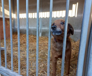 Bieg + 4 Łapy za nami. Wyjątkowy dzień w schronisku w Henrykowie koło Leszna