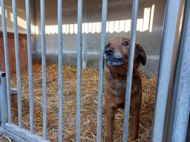 "Bieg + 4 Łapy" za nami. Wyjątkowy dzień w schronisku w Henrykowie koło Leszna