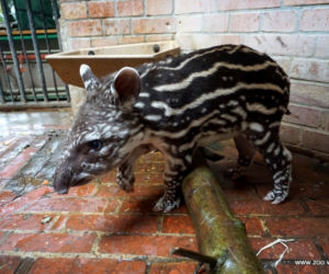 Mała Sara z wrocławskiego zoo