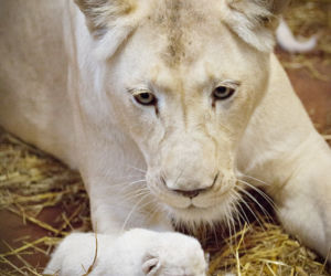 2 Białe lwy w Zoo Safari Borysew