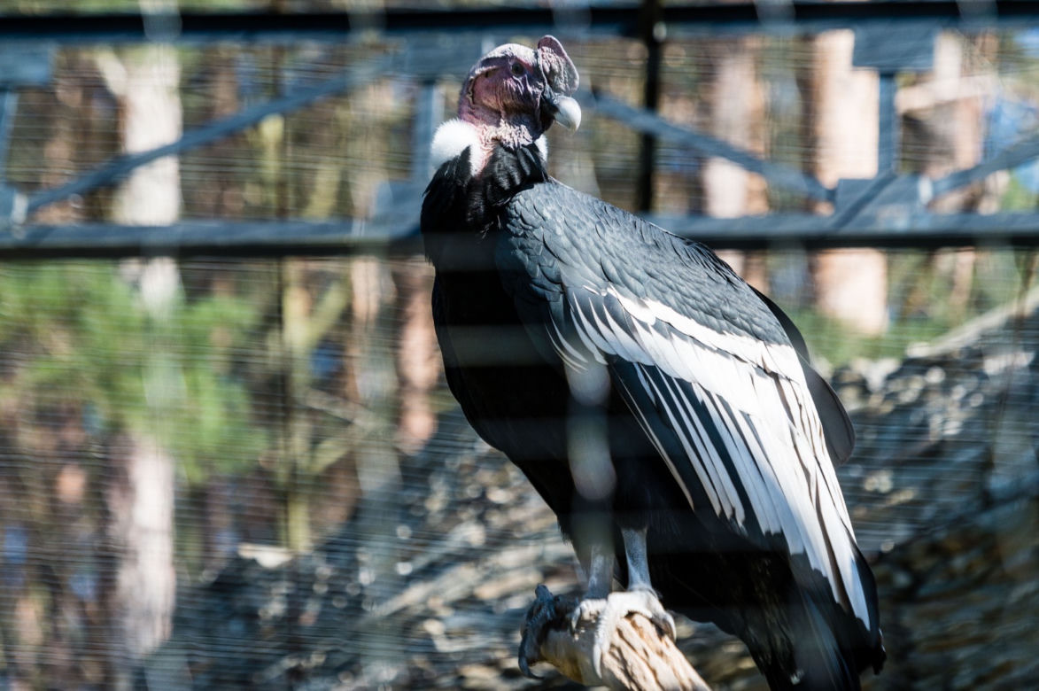 Koronawirus w Trójmieście. Zwierzęta z zoo tęsknią za ludźmi