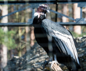 Koronawirus w Trójmieście. Zwierzęta z zoo tęsknią za ludźmi