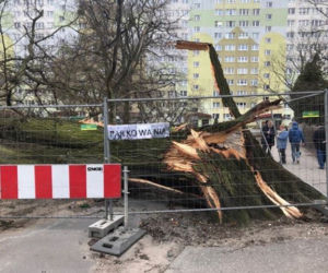 Wiąz z ulicy Wiązowej przeszedł do historii