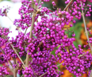 Pięknotka Bodiniera 'Giralda' 