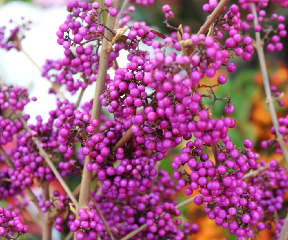 Pięknotka Bodiniera 'Giralda' 