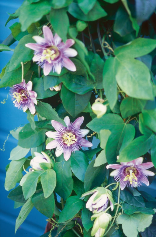 passiflora