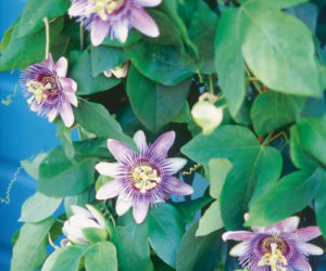 passiflora