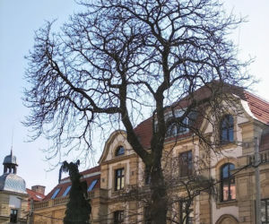 Katowice: Trzy drzewa pójdą pod topór. Ruszają przygotowania do przebudowy ul. Dworcowej [ZDJĘCIA, AUDIO]
