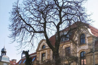 Katowice: Trzy drzewa pójdą pod topór. Ruszają przygotowania do przebudowy ul. Dworcowej [ZDJĘCIA, AUDIO]