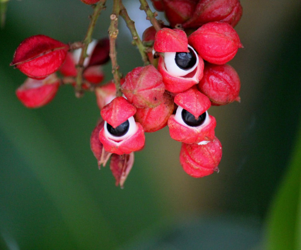 Amazoński sekret na energię i szczupłą sylwetkę. Czy warto włączyć guarane do diety?
