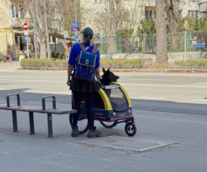 Tak Damięcka dba o psa