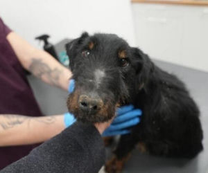 Akcja ratunkowa w likwidowanym schronisku Kocham Psisko w Mąkosach Nowych