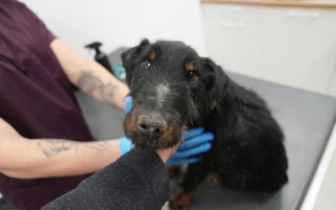 Akcja ratunkowa w likwidowanym schronisku Kocham Psisko w Mąkosach Nowych