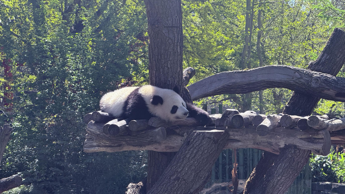 Pandy ZOO Berlin