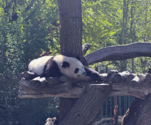Pandy ZOO Berlin