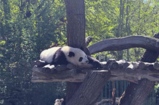 Pandy ZOO Berlin