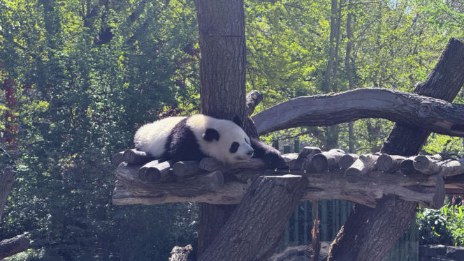 Pandy ZOO Berlin