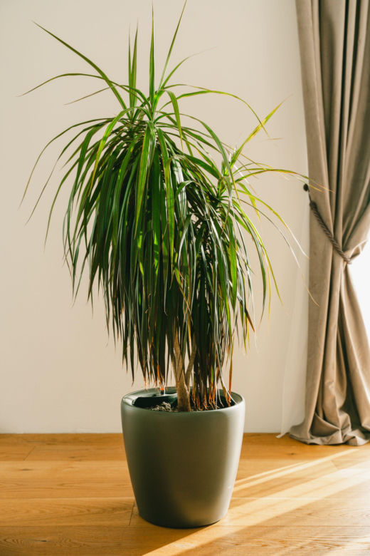 Dracena obrzeżona