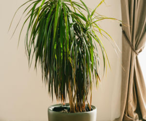Dracena obrzeżona