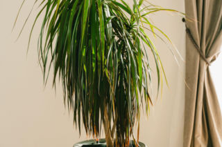 Dracena obrzeżona