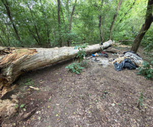 Mężczyzna przygnieciony drzewem przy Moście Poniatowskiego w Warszawie