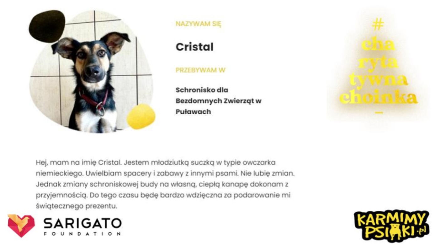 Charytatywna Choinka dla bezdomnych psów i kotów. Każdy może pomóc!