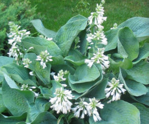 Funkia Siebolda - Hosta sieboldiana