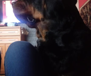 Daisy