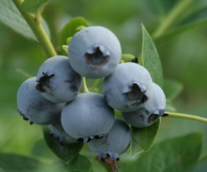 Borówka wysoka ‘Bluecrop’
