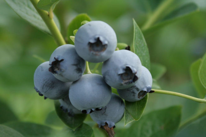 Borówka wysoka ‘Bluecrop’