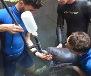 We wrocławskim zoo urodził się kolejny manat