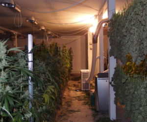 Dwie duże plantacje marihuany zlikwidowane w kujawsko-pomorskiem [ZDJĘCIA]