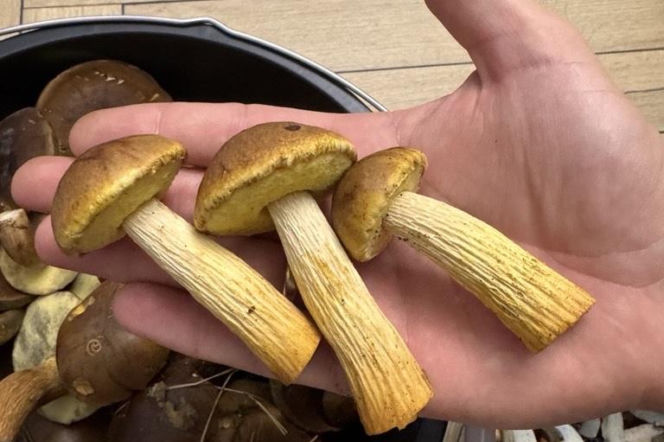 Borowik amerykański na zdjęciach