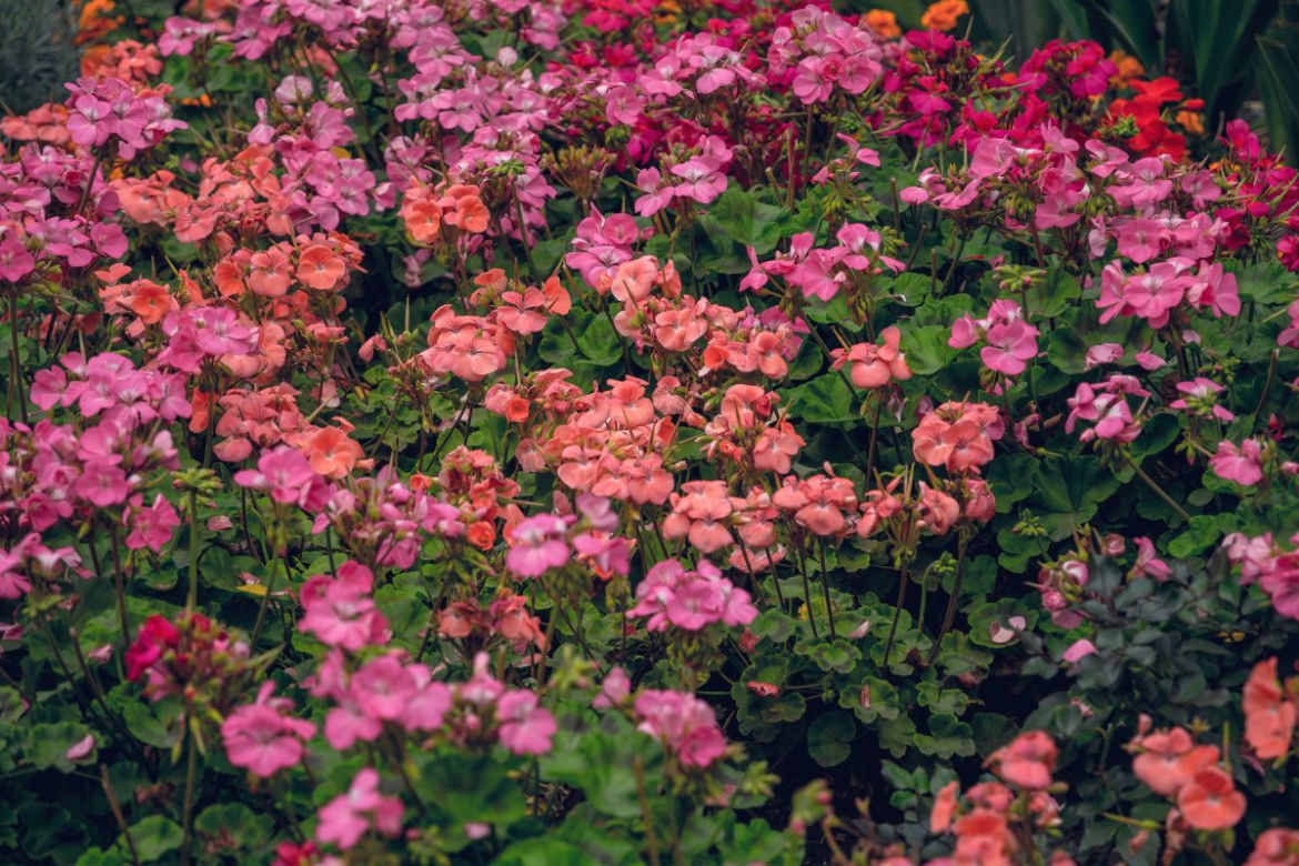 Pelargonie jesienią