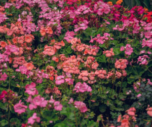 Pelargonie jesienią