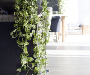 Epipremnum 