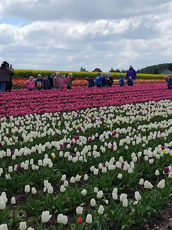 Gospodarstwo Świętokrzyskie tulipany