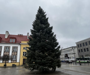 Wielki choinka stanęła na Rynku Kościuszki