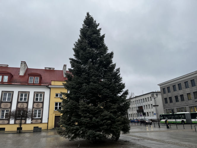 Wielki choinka stanęła na Rynku Kościuszki