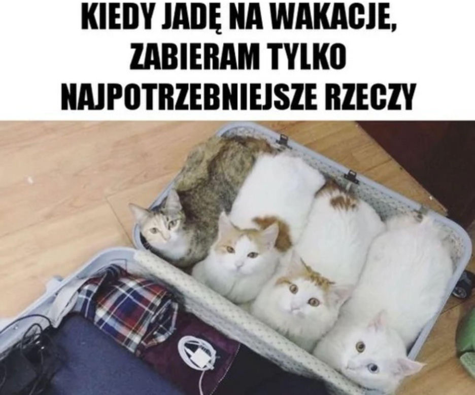 Chcesz poprawić sobie humor? Te memy ze zwierzętami rozbawią cię do łez!