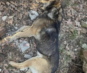 Tajemnicza śmierć psów w kapliczce cmentarnej. Są nowe informacje od prokuratury