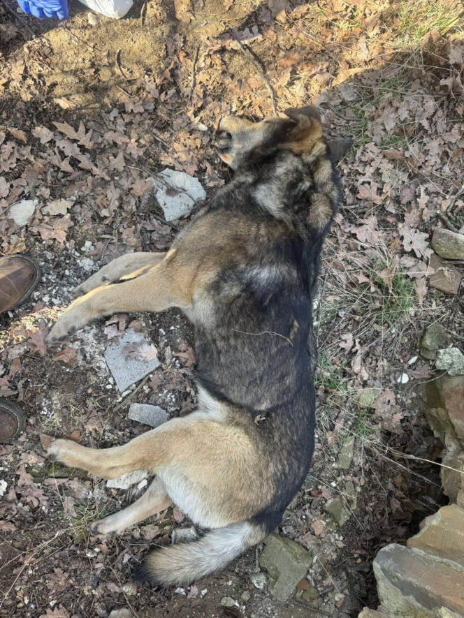 Tajemnicza śmierć psów w kapliczce cmentarnej. Są nowe informacje od prokuratury