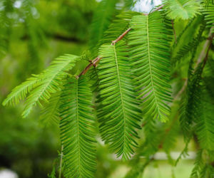 Metasekwoja chińska