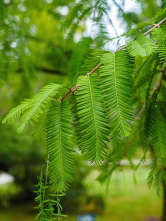 Metasekwoja chińska