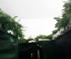 Policja zlikwidowała plantację marihuany