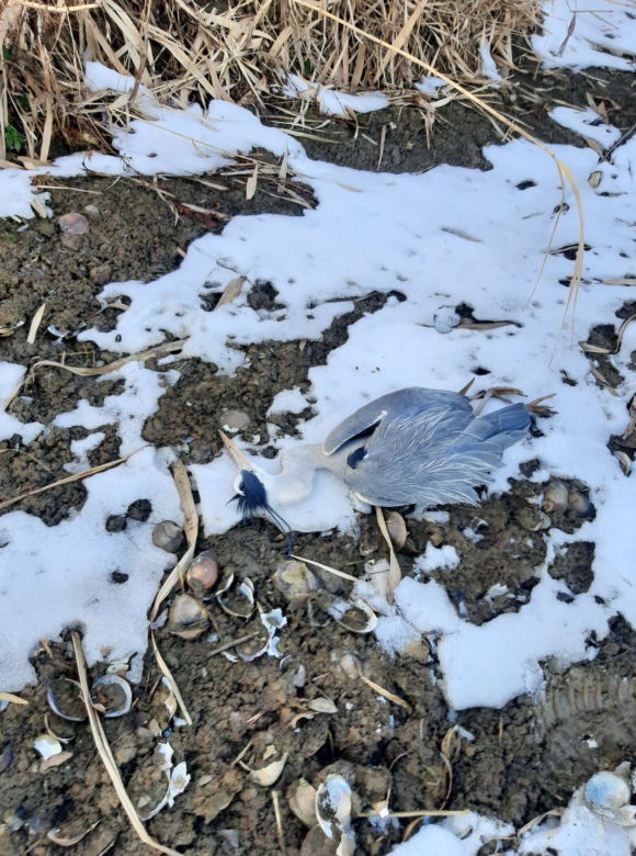 Szok na Śląsku. Postrzelone czaple białe leżały zakrwawione na zamarzniętym stawie [ZDJĘCIA]